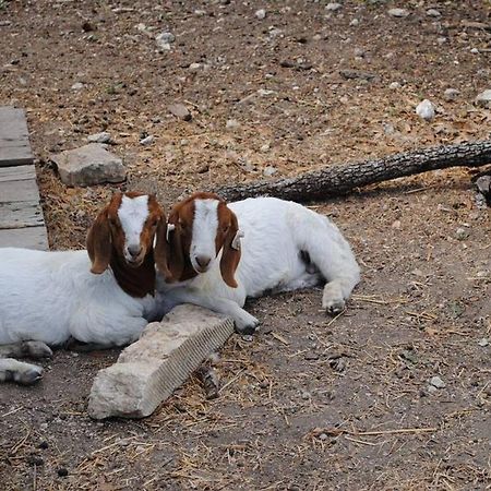 Last Outpost Bandera Ranch House المظهر الخارجي الصورة